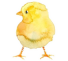 Küken