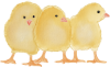 Küken