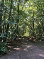 Wald